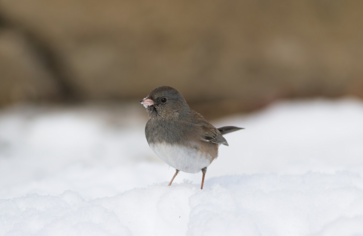 Dark-eyed Junco - ML646357850