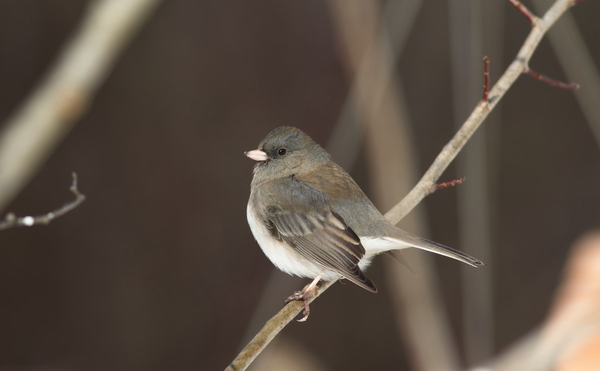 Dark-eyed Junco - ML646357851