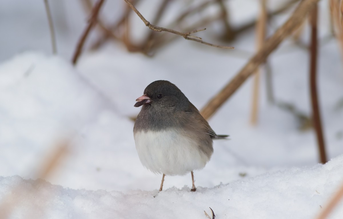 Dark-eyed Junco - ML646357852