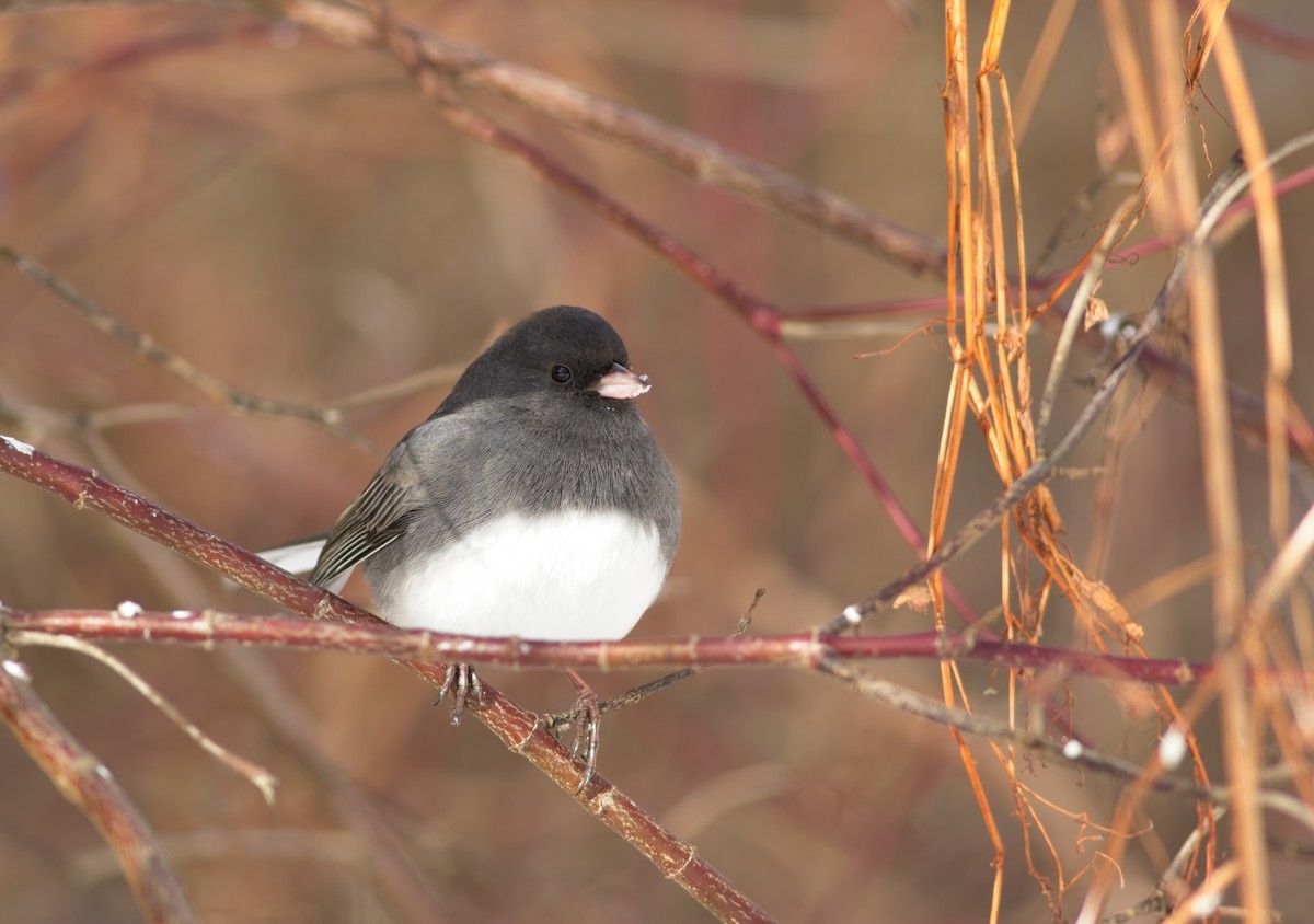Dark-eyed Junco - ML646357856
