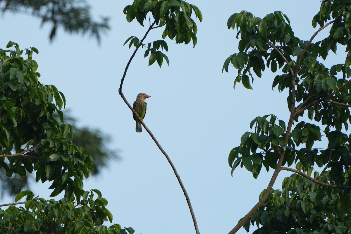 stripeskjeggfugl - ML646357857