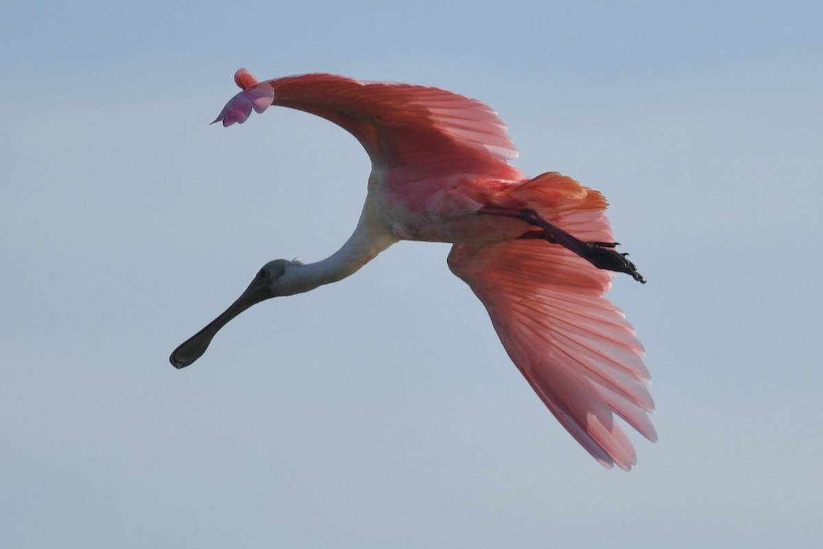 Espátula Rosada - ML646357858