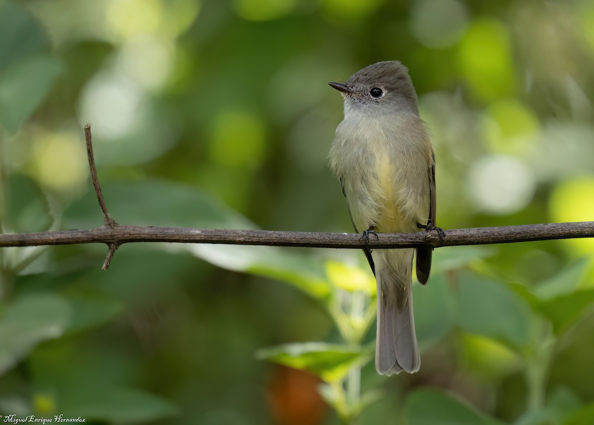 Hammond's Flycatcher - ML646357860