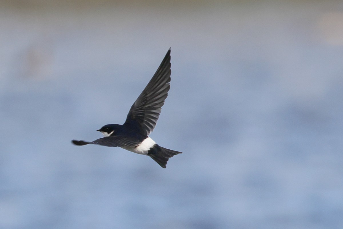 vlaštovka chilská - ML646357862