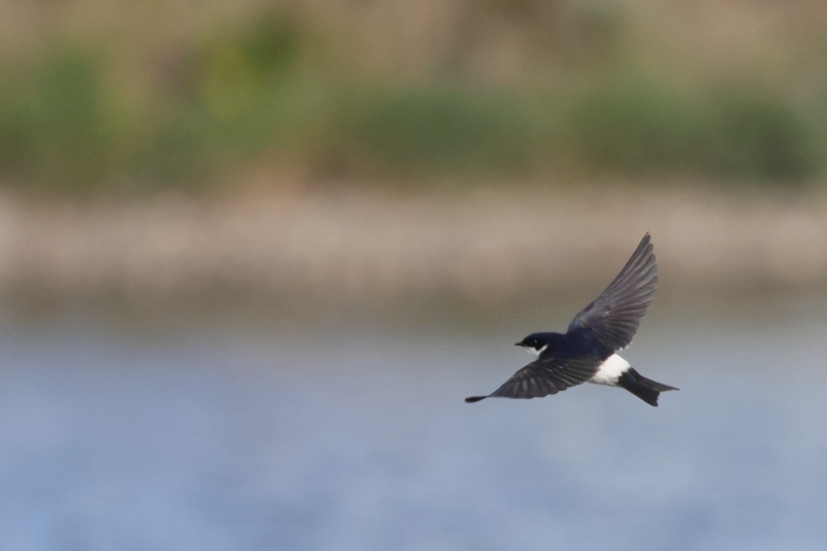 vlaštovka chilská - ML646357863