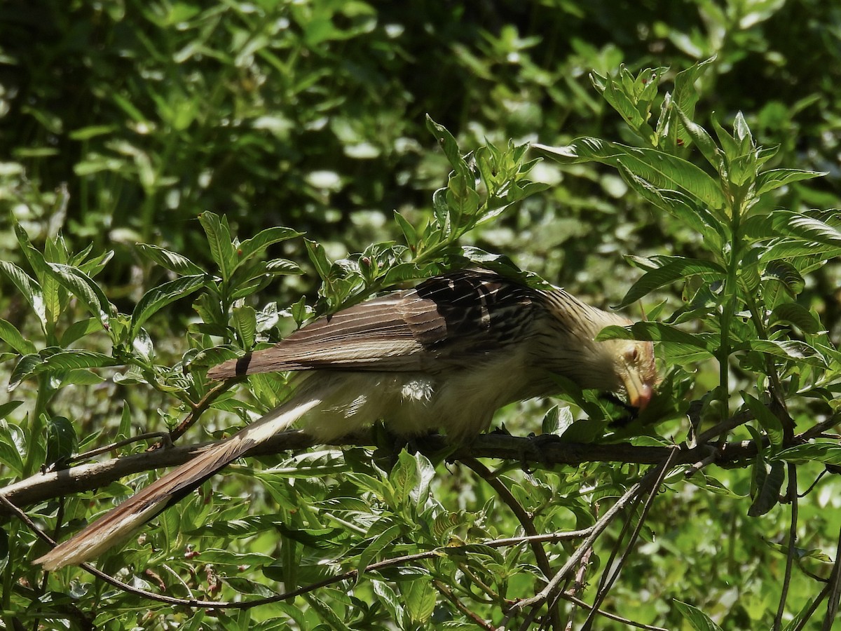 Guira Cuckoo - ML646357867