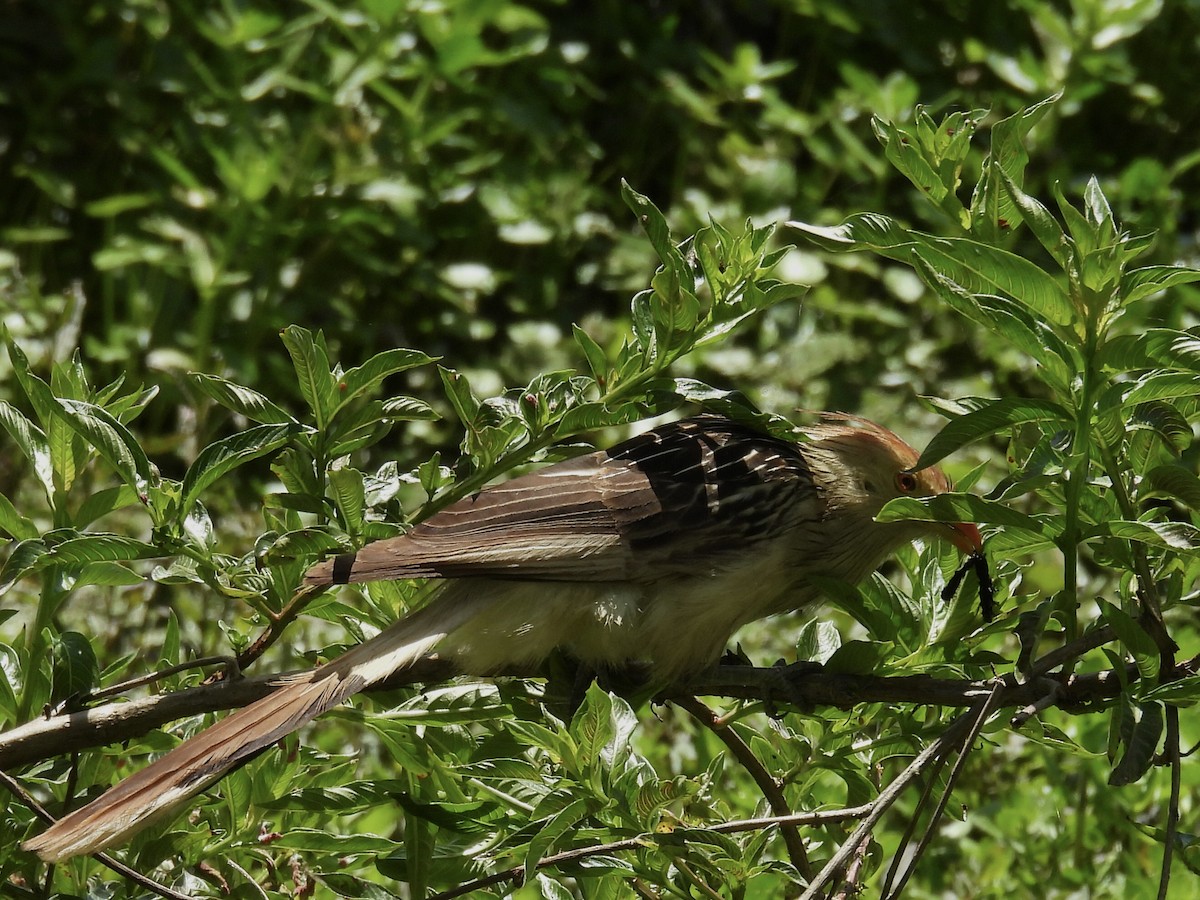 Guira Cuckoo - ML646357868