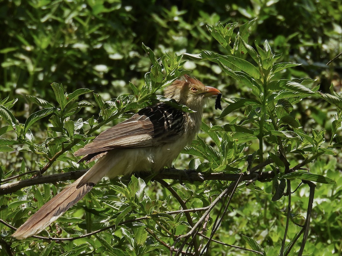 Guira Cuckoo - ML646357869