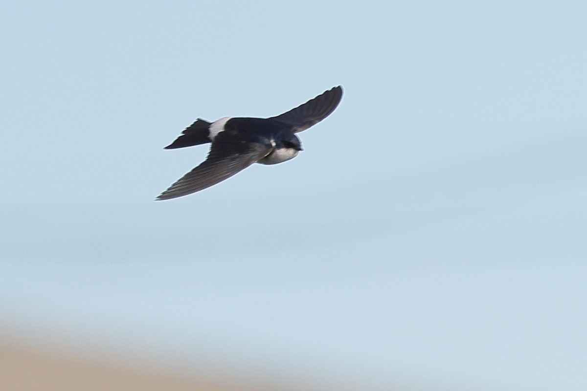 vlaštovka chilská - ML646357870