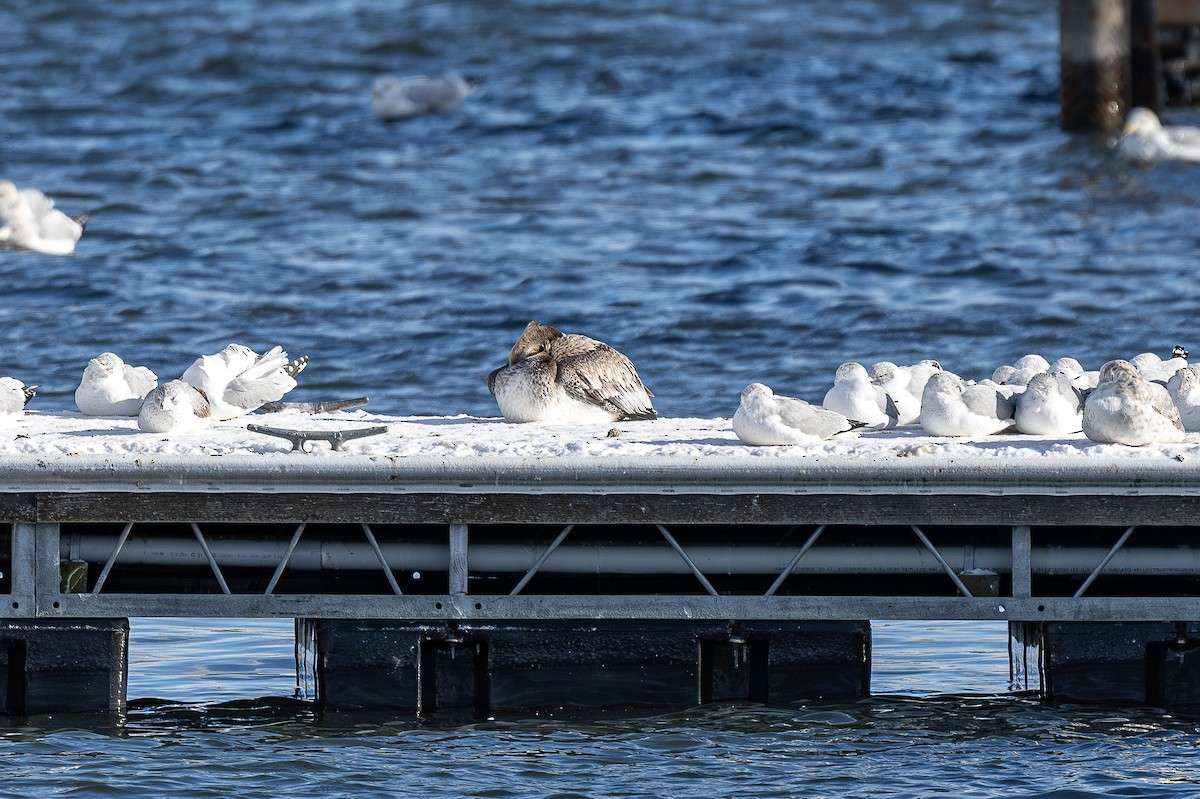 Brown Pelican - ML646357871