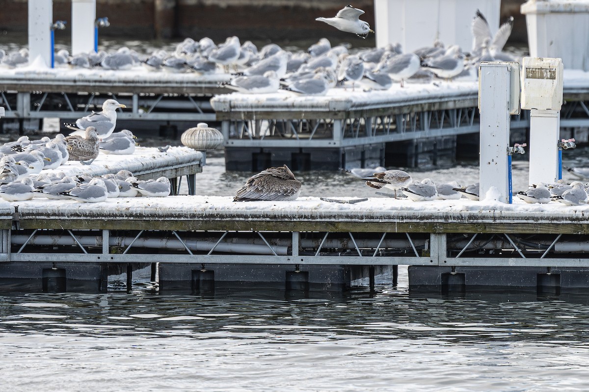 Brown Pelican - ML646357872