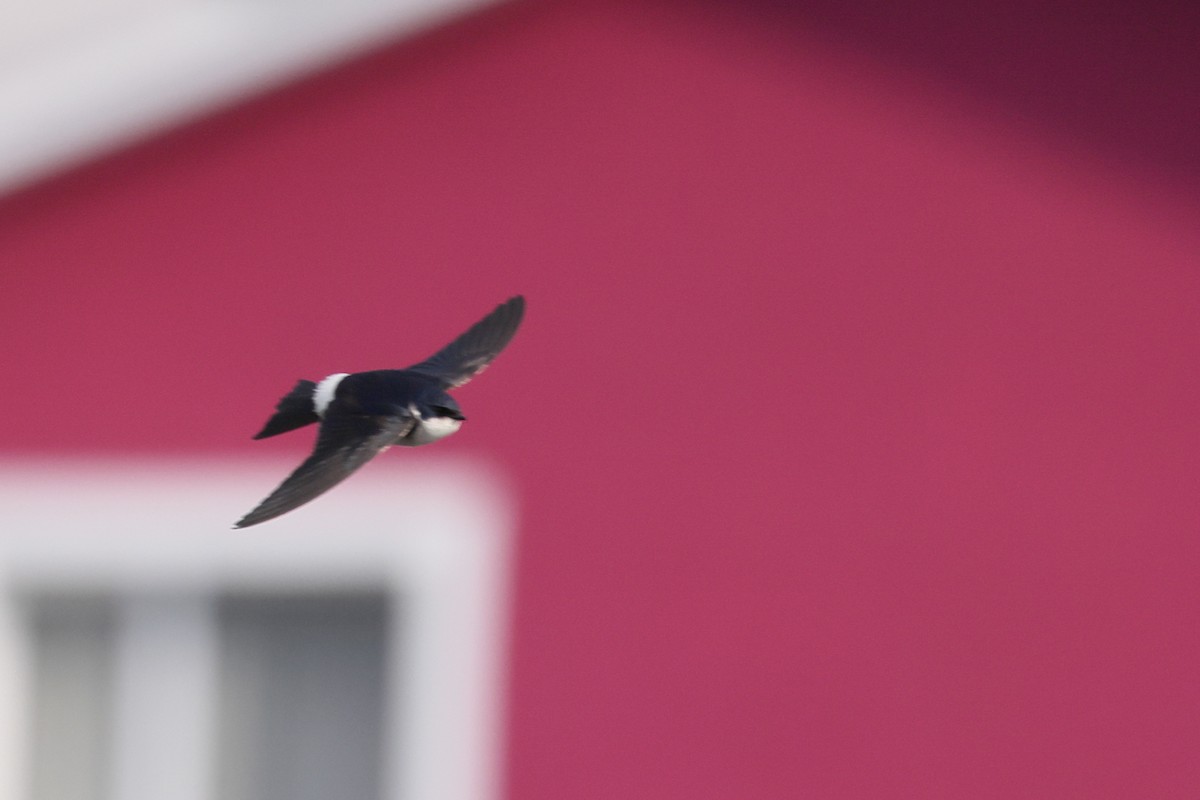 vlaštovka chilská - ML646357873