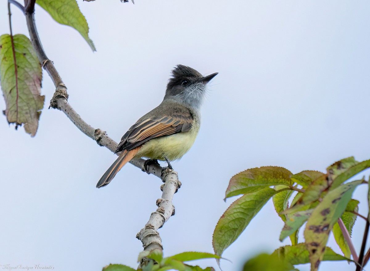 Dusky-capped Flycatcher - ML646357877