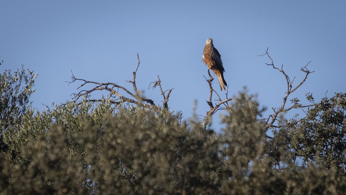 Red Kite - ML646357878