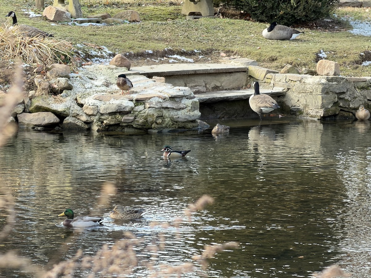 Wood Duck - ML646357881