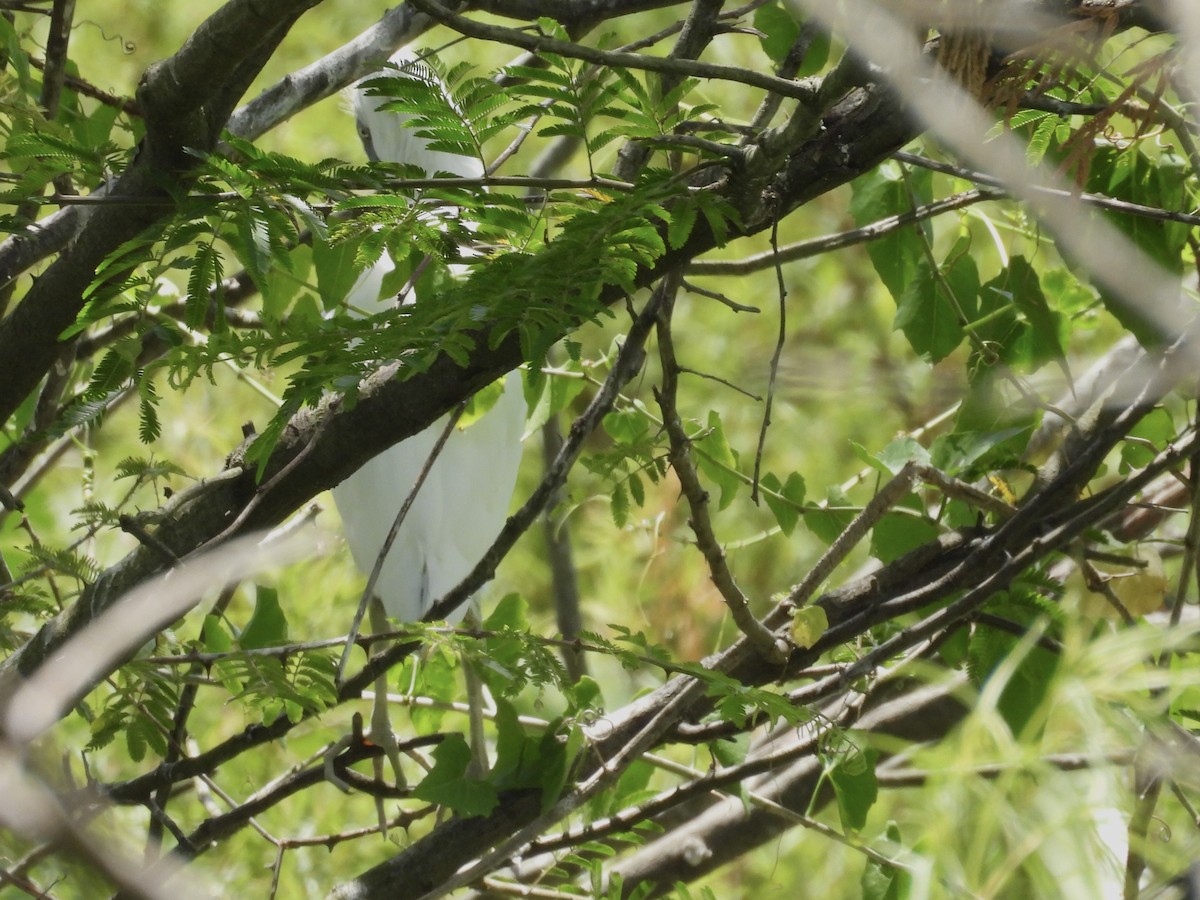 Little Blue Heron - ML646357888