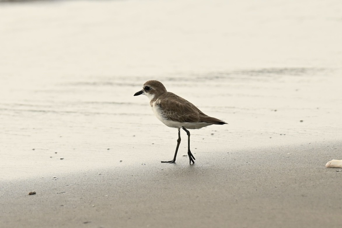 Tibetan Sand-Plover - ML646357890