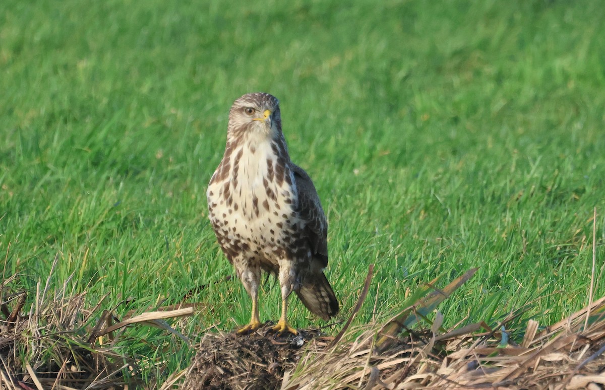 歐亞鵟 - ML646357891