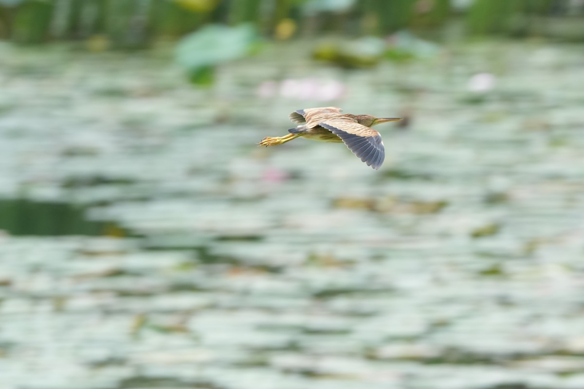 okerrørdrum - ML646357892