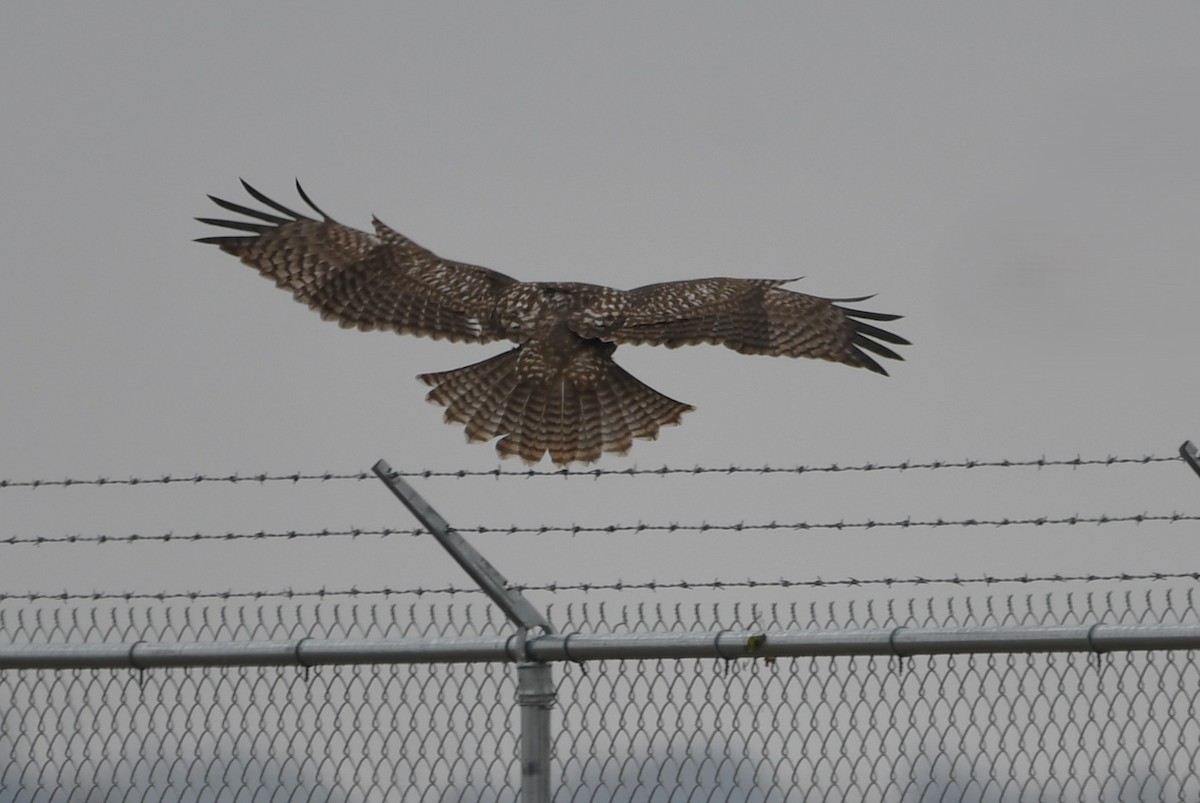 Red-tailed Hawk (abieticola) - ML646357893