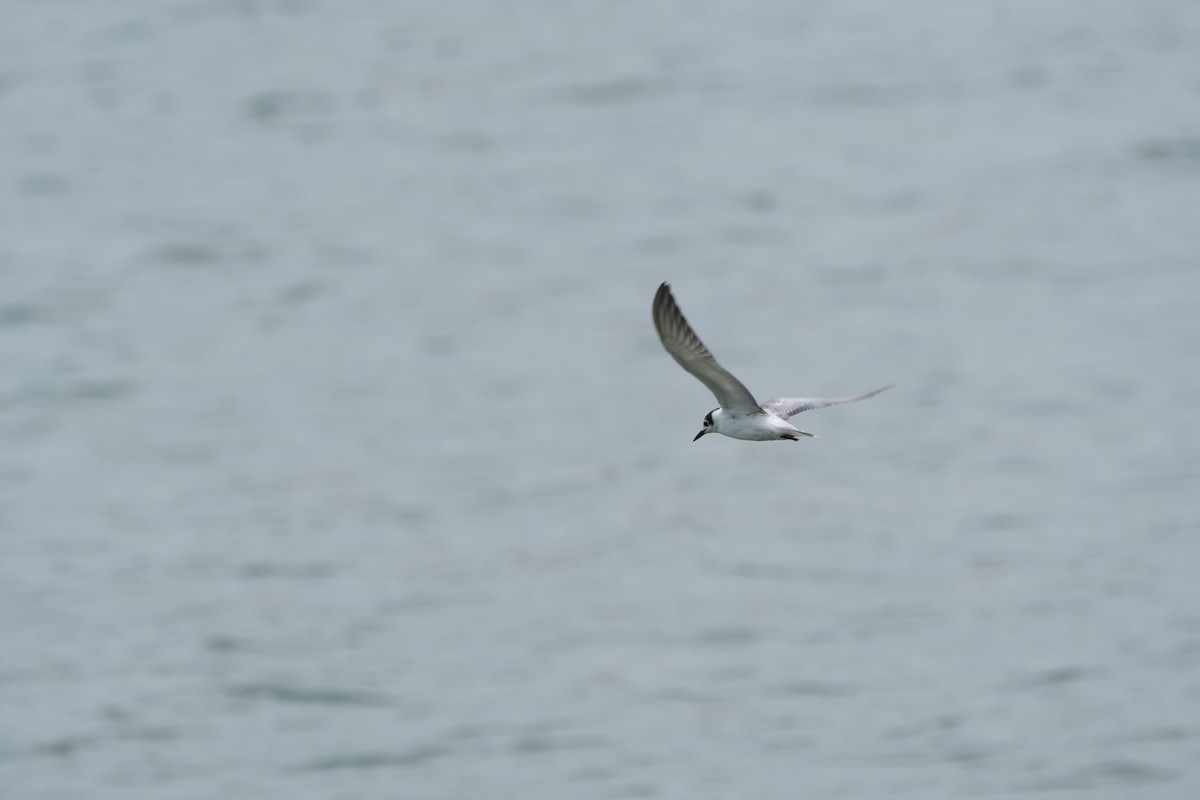 hvitvingesvartterne - ML646357899