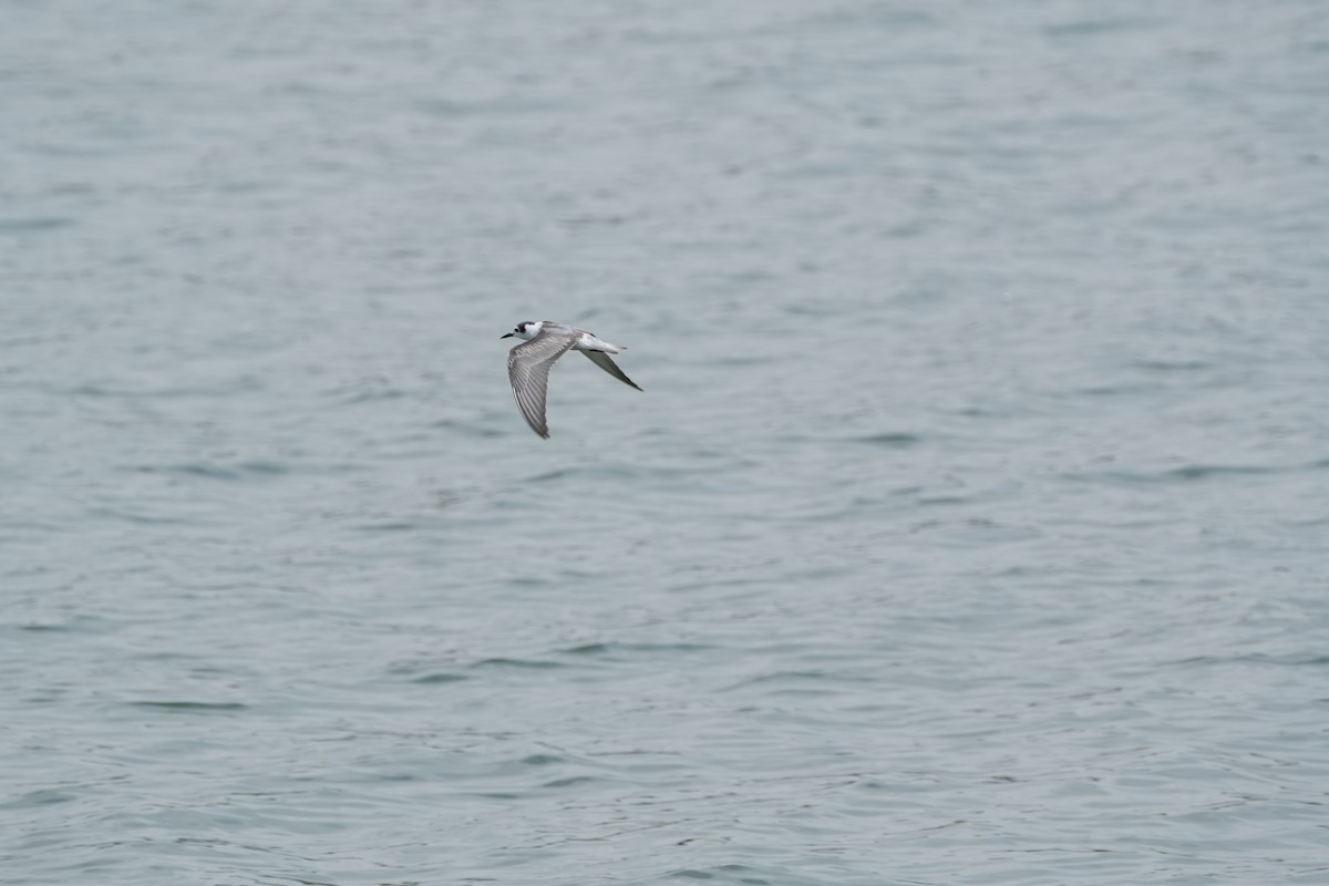 hvitvingesvartterne - ML646357900