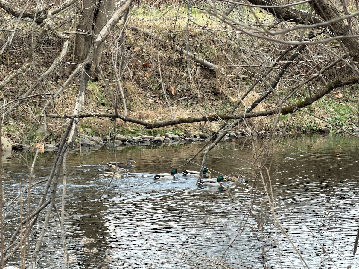 American Black Duck - ML646357906