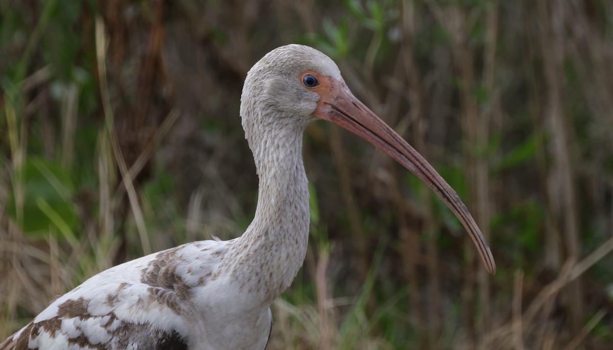 White Ibis - ML646357907