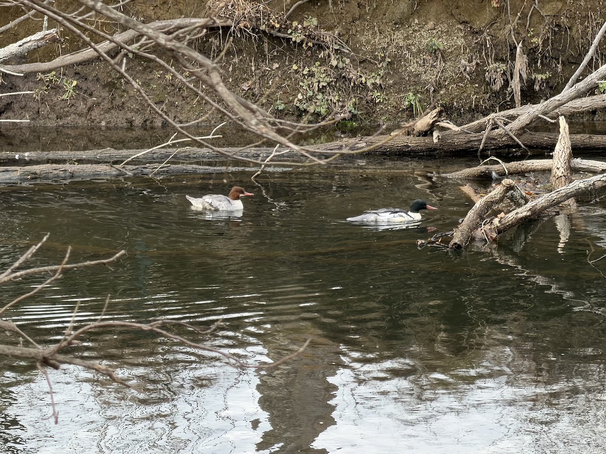 Common Merganser - ML646357908
