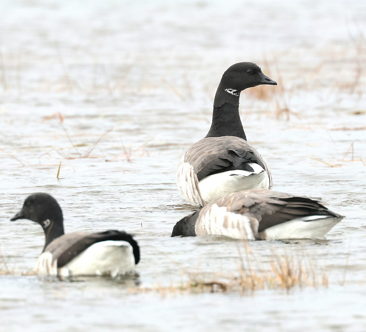 Brant - ML646357911