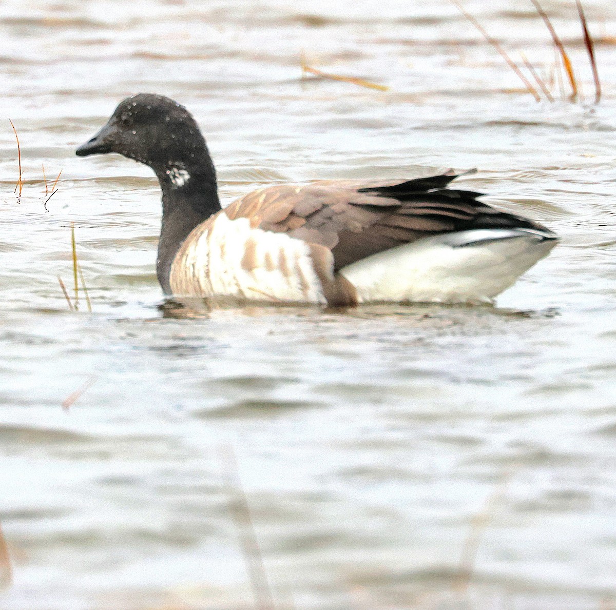 Brant - ML646357912