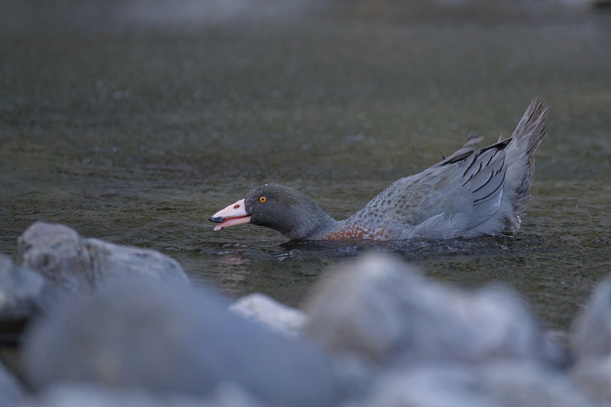 Blue Duck - ML646357913