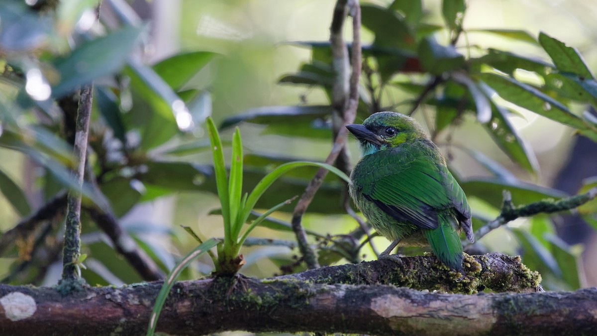 Golden-naped Barbet - ML646357914