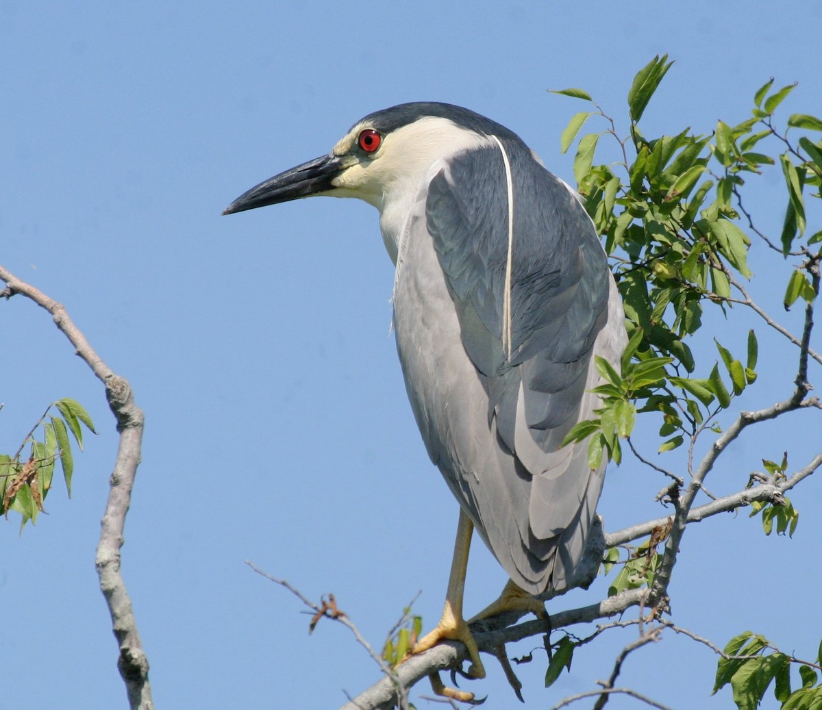 Nitticora - ML646357917