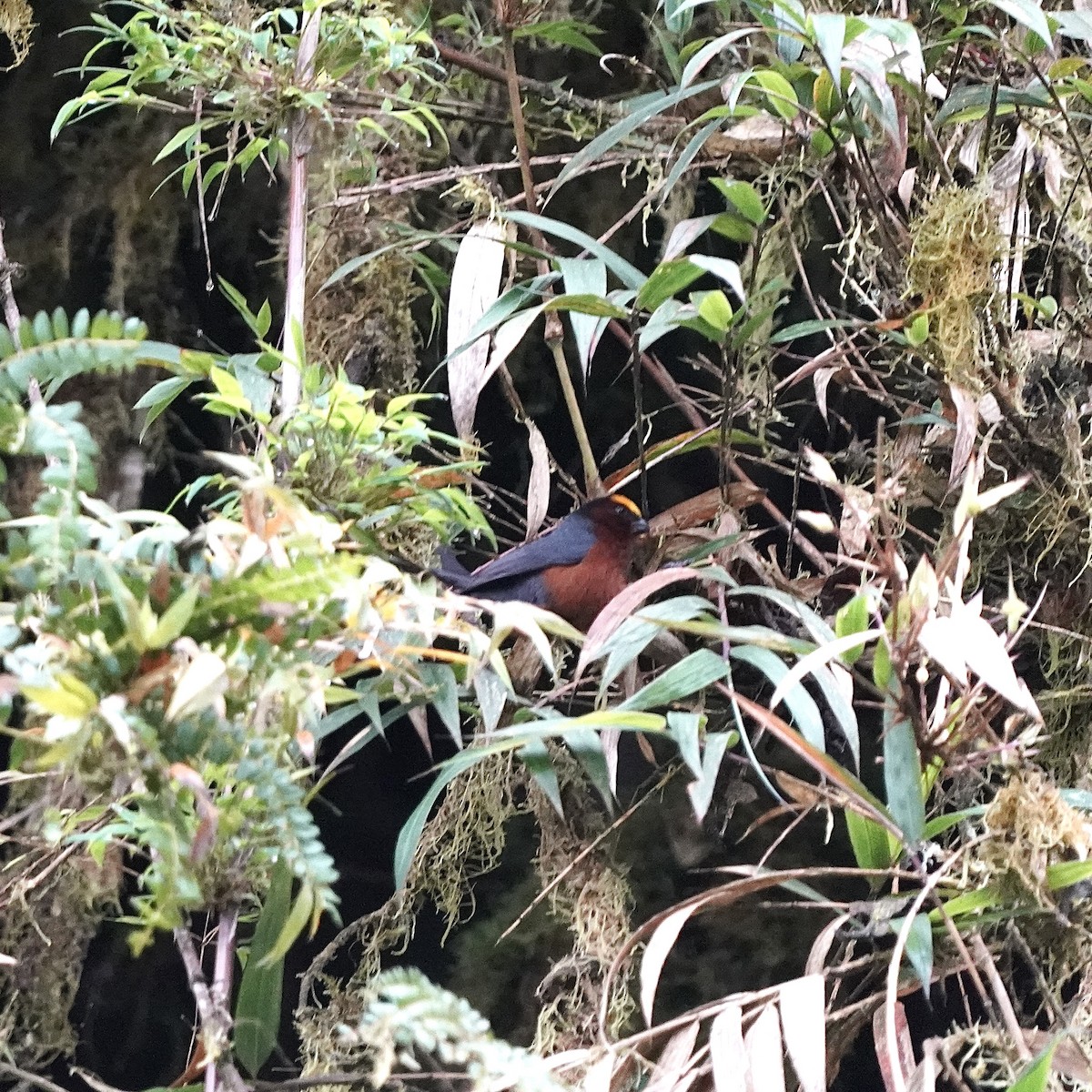 Plushcap - ML646357918