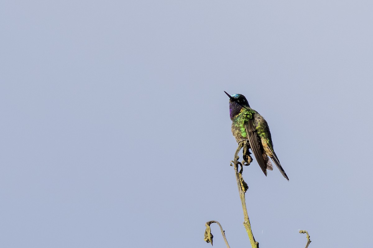 Purple-throated Sunangel - ML646357919