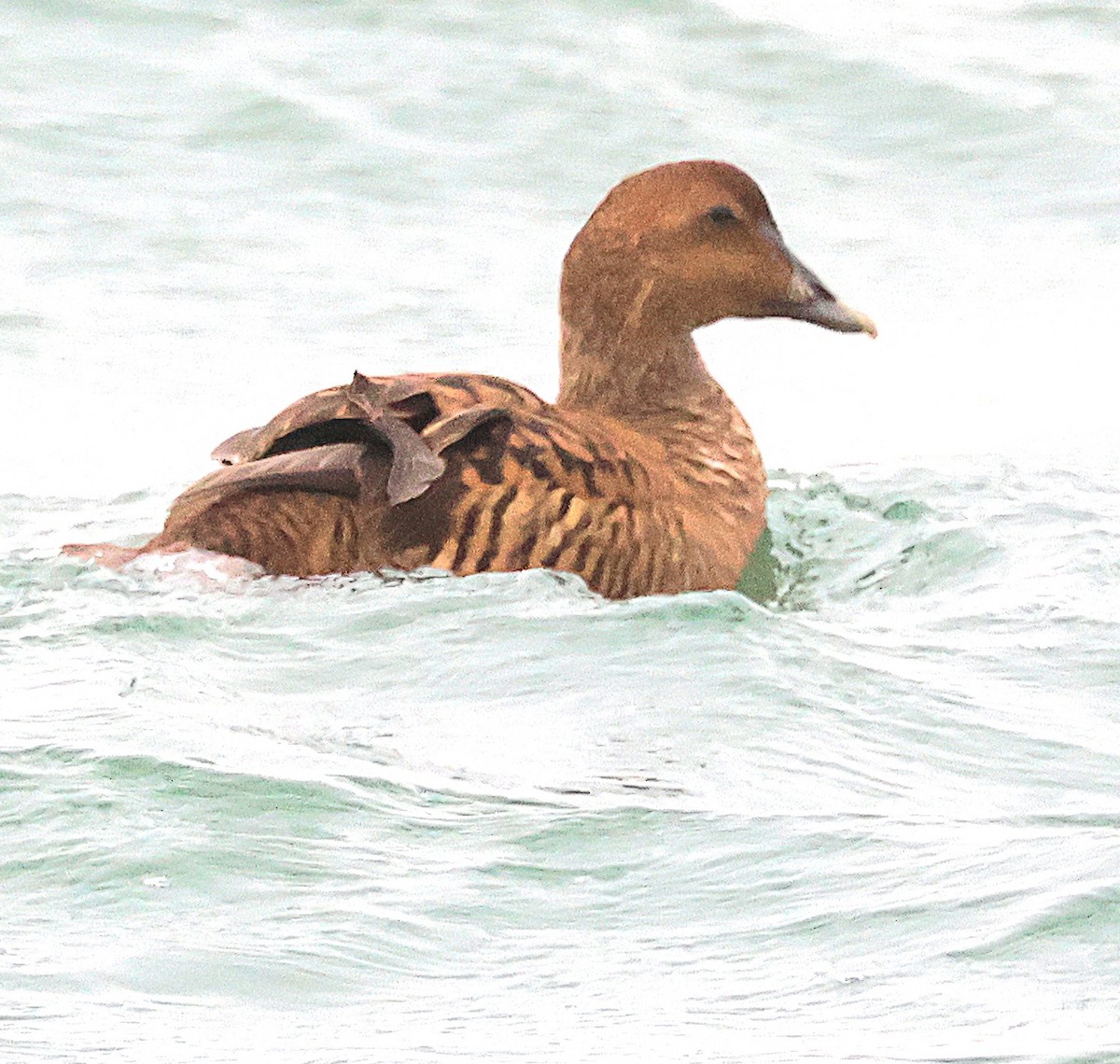 Common Eider - ML646357921