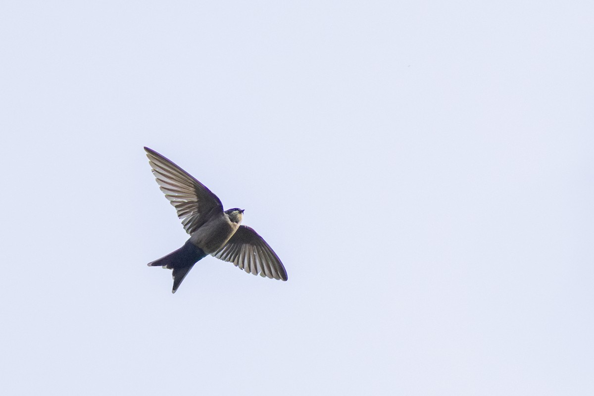 Brown-bellied Swallow - ML646357922