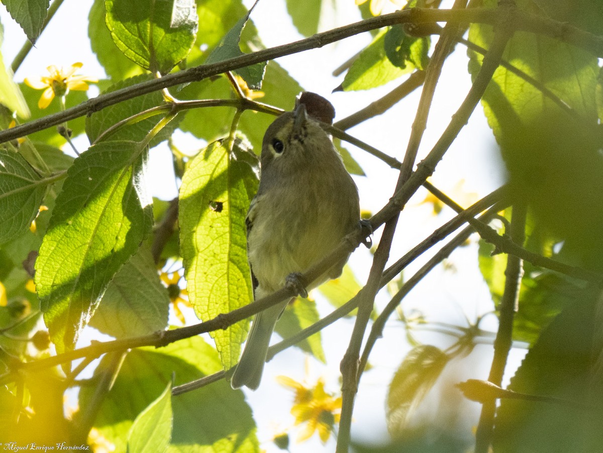 Hutton's Vireo - ML646357923