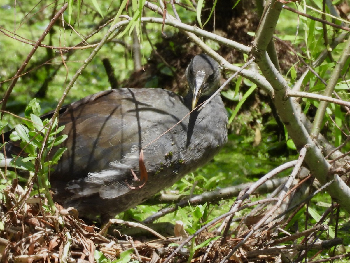 slípka americká - ML646357924