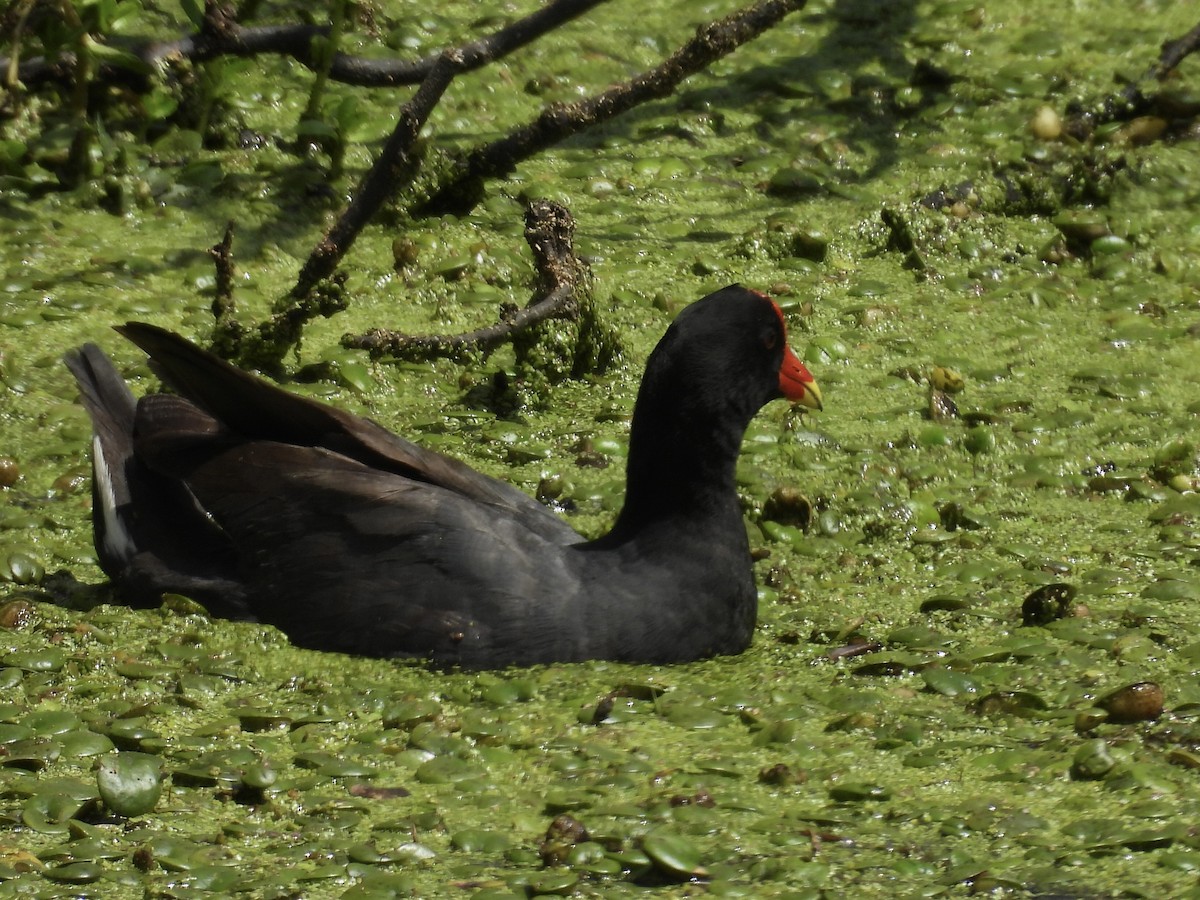 slípka americká - ML646357925