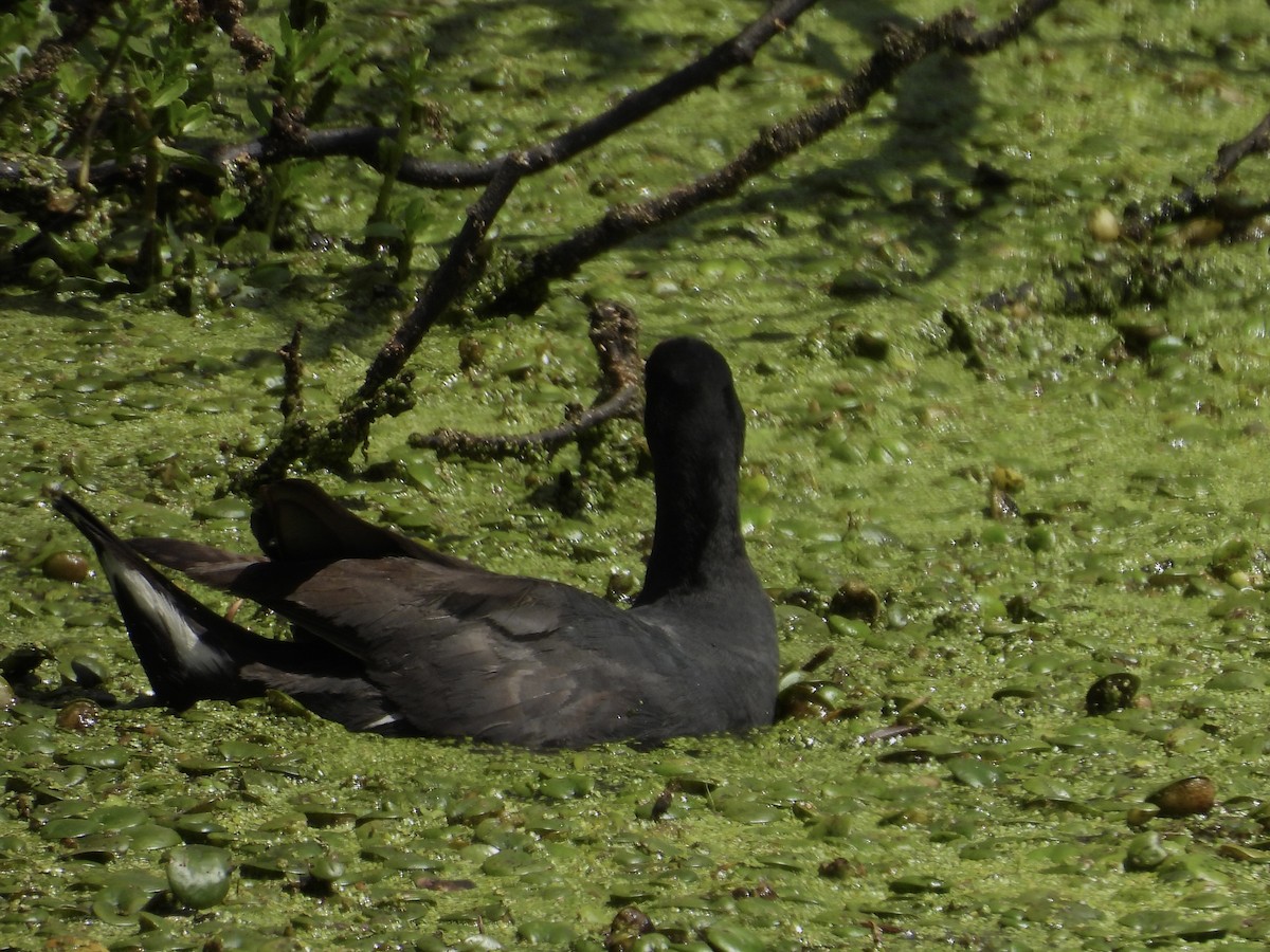 slípka americká - ML646357926