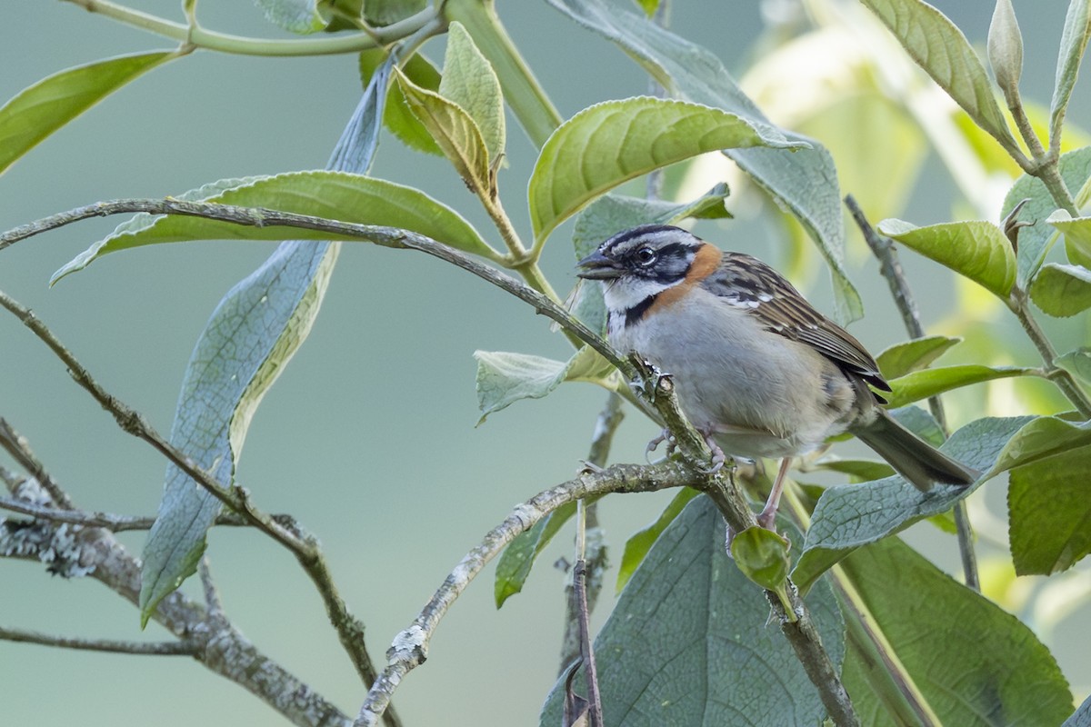 Rufous-collared Sparrow - ML646357927