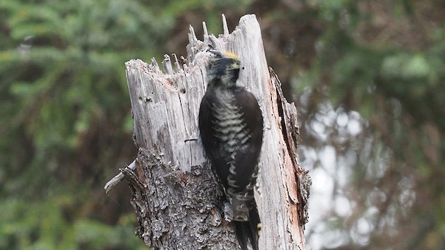 American Three-toed Woodpecker (Northwest) - ML646357928