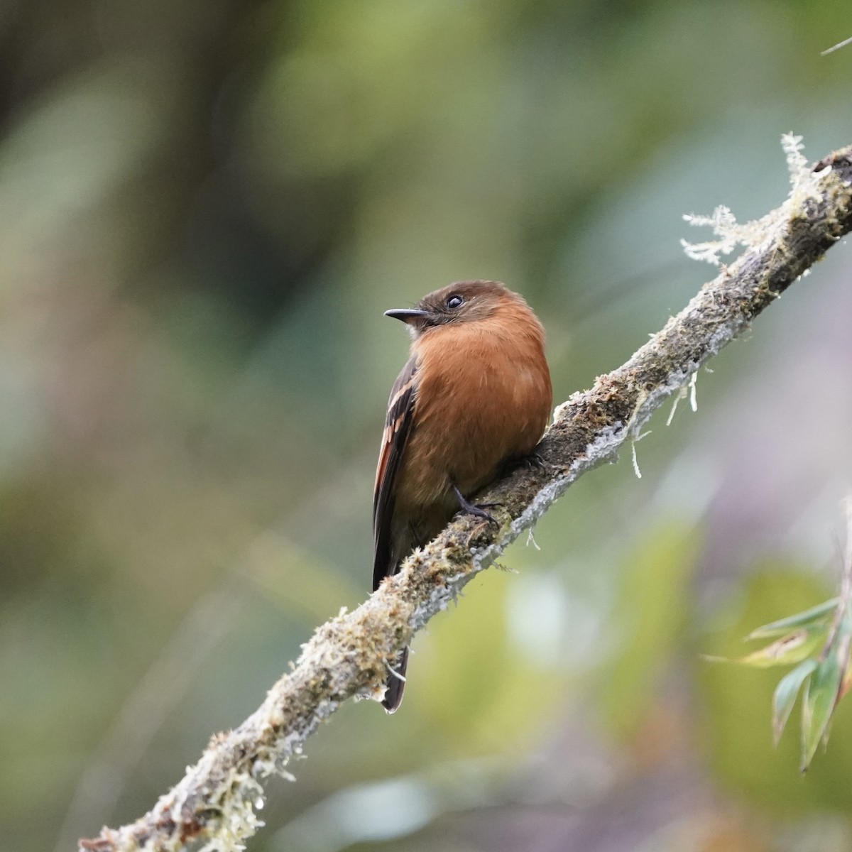 Cinnamon Flycatcher - ML646357929