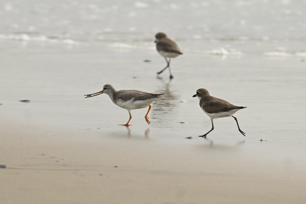 Terek Sandpiper - ML646357930