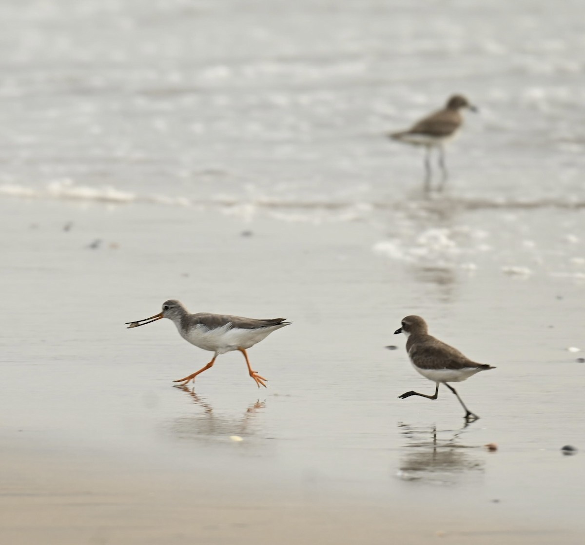 Terek Sandpiper - ML646357931