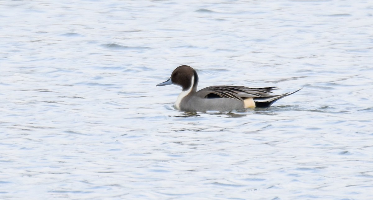 Northern Pintail - ML646357933