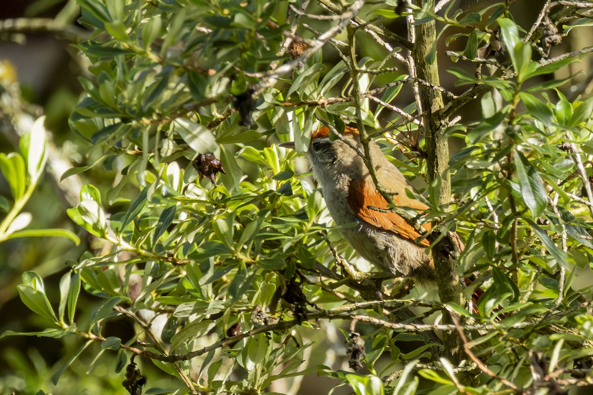 Line-cheeked Spinetail - ML646357934