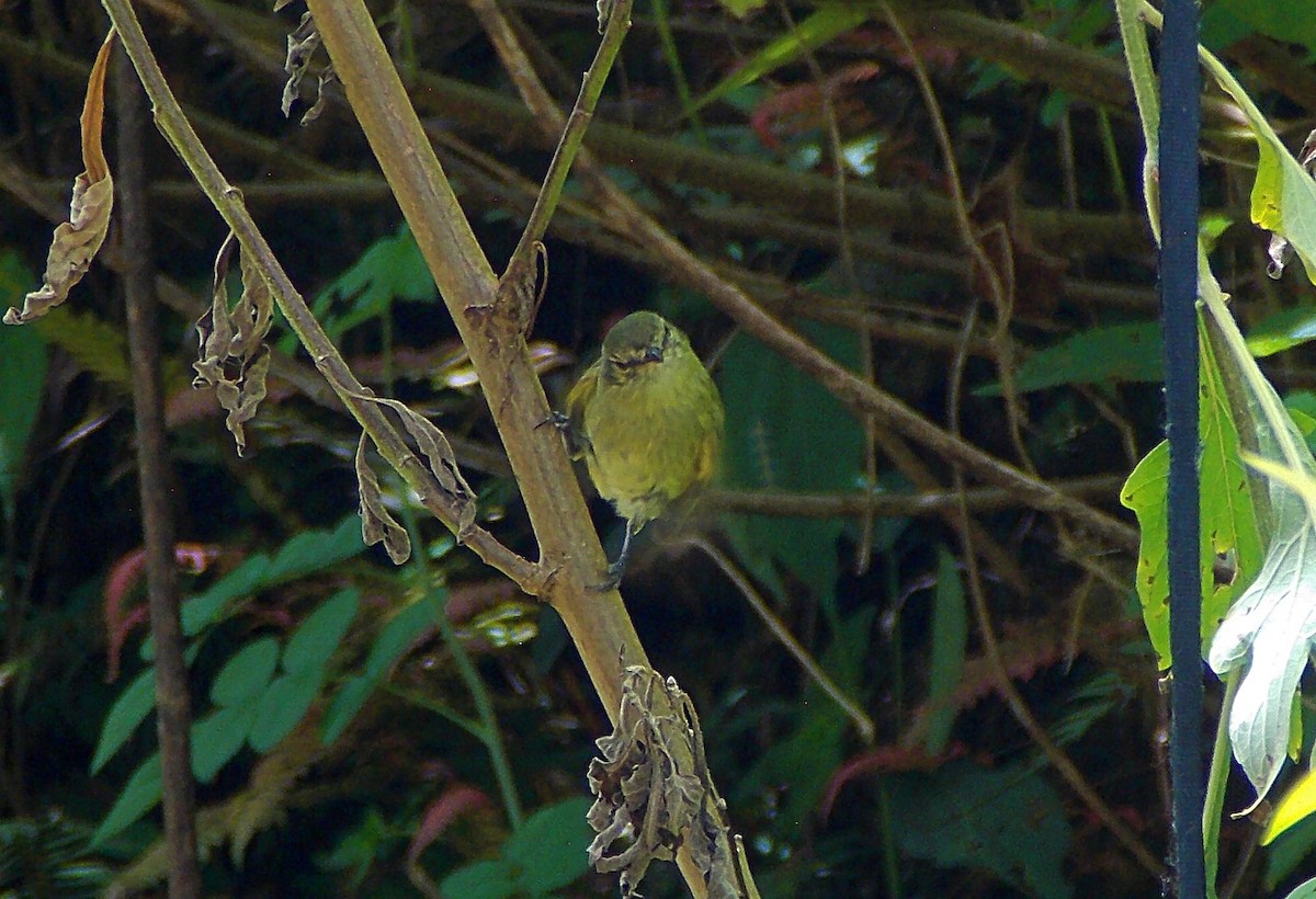 Rough-legged Tyrannulet - ML646357936